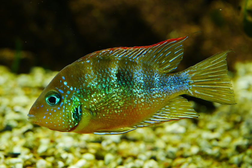 Thorichthys Aureus Balığı