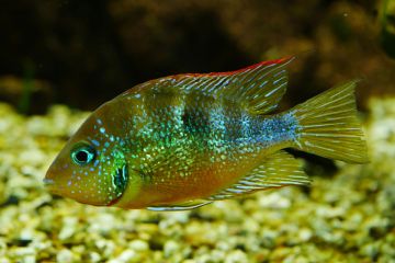 Thorichthys Aureus Balığı