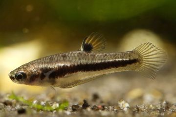 Heterandria Formosa