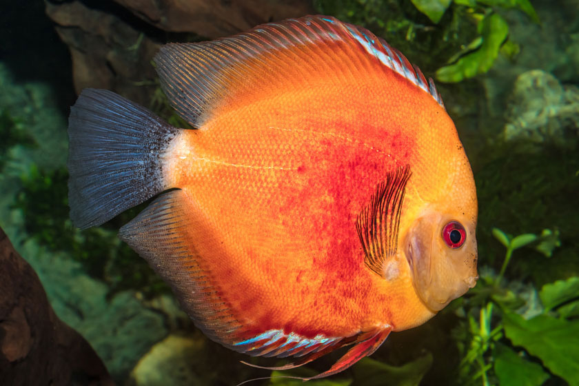 Symphysodon Aequifasciatus - Diskus Balığı