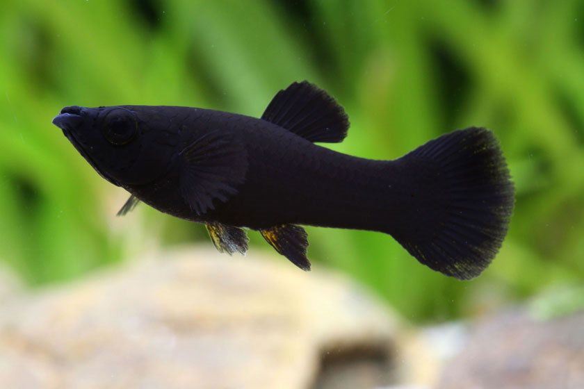 Poecilia Sphenops - Moli Balığı