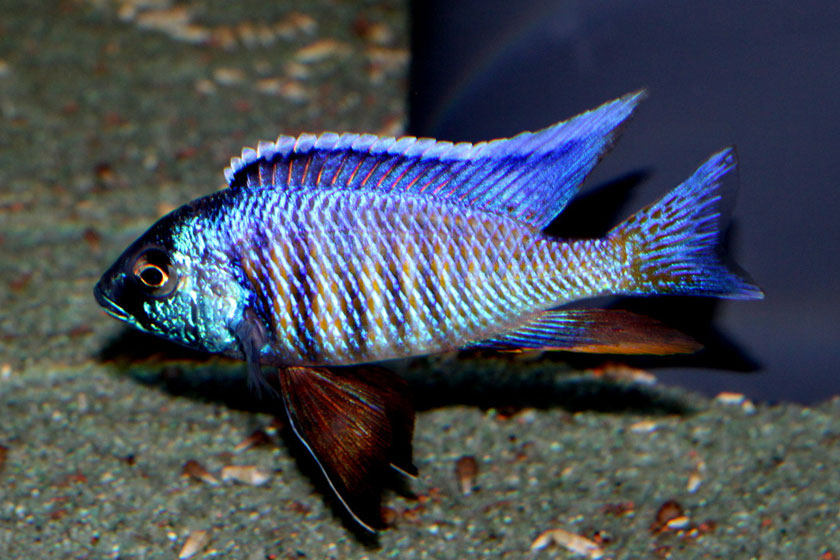 Copadichromis Verduyni Balığı