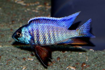 Copadichromis Verduyni Balığı