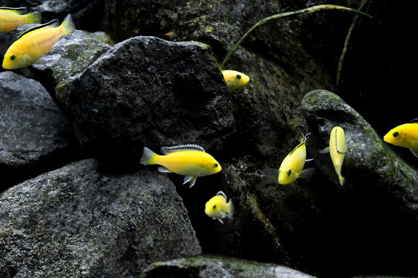 Labidochromis Caeruleus - Sarı Prenses Balığı