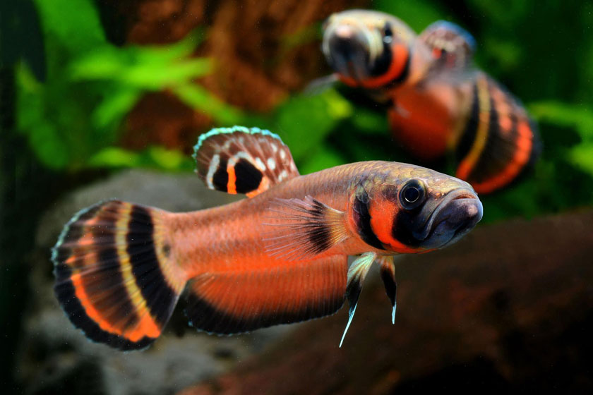 Betta Macrostoma - Brunei Güzeli Balığı