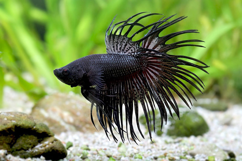 Betta Splendens - Beta Balığı