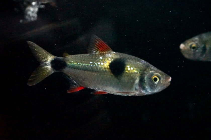 Exodon Paradoxus Balığı