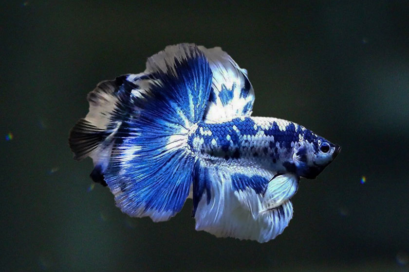 Betta Splendens - Beta Balığı