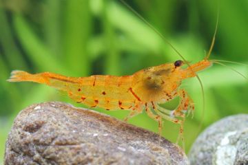 Caridina Serrata - Arı Karidesi