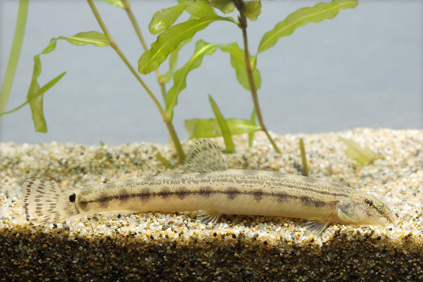 Cobitis Striata - Çizgili Loach Balığı