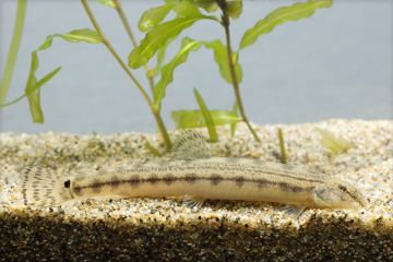 Cobitis Striata - Çizgili Loach Balığı