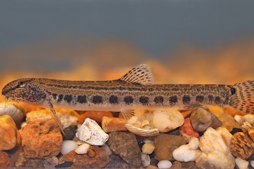 Cobitis Taenia - Dikenli Loach Balığı
