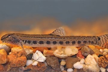 Cobitis Taenia - Dikenli Loach Balığı