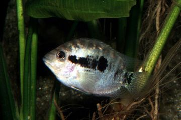 Archocentrus Spinosissimus Balığı