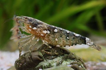 Atyopsis Moluccensis - Kaya Karides