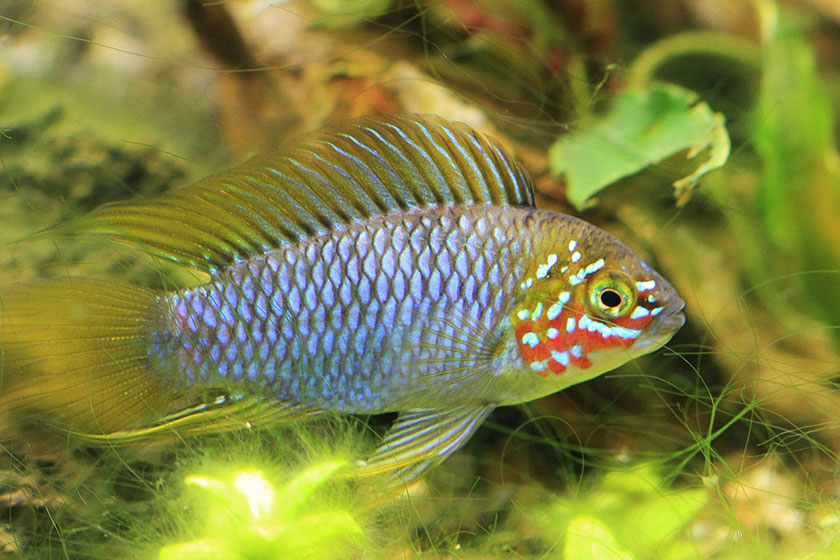 Apistogramma Borelli