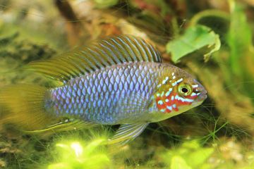 Apistogramma Borelli