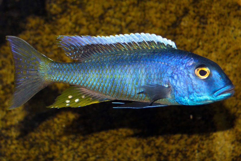 Buccochromis Lepturus Balığı