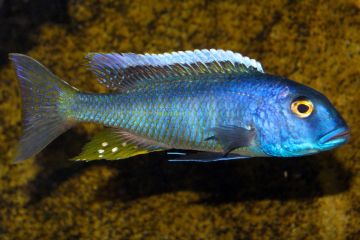 Buccochromis Lepturus Balığı