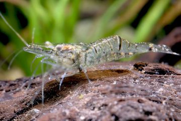 Palaeomonetes - Hayalet Karides