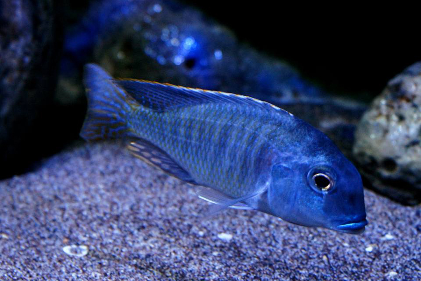 Tramitichromis Lituris Balığı