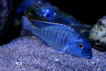 Tramitichromis Lituris Balığı