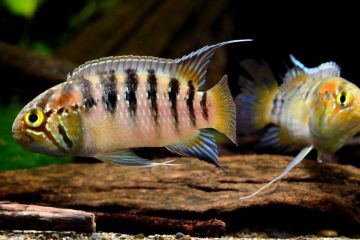 Ivanacara Adoketa - Zebra Acara Balığı