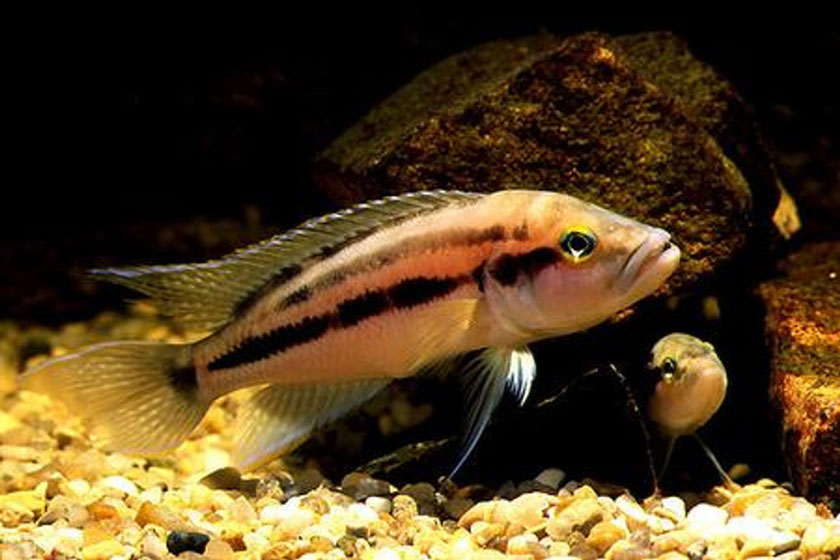 Neolamprologus Bifasciatus Balığı