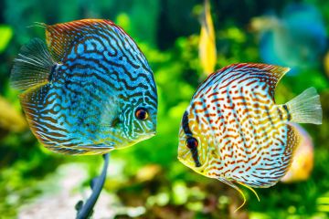 Symphysodon Aequifasciatus - Diskus Balığı