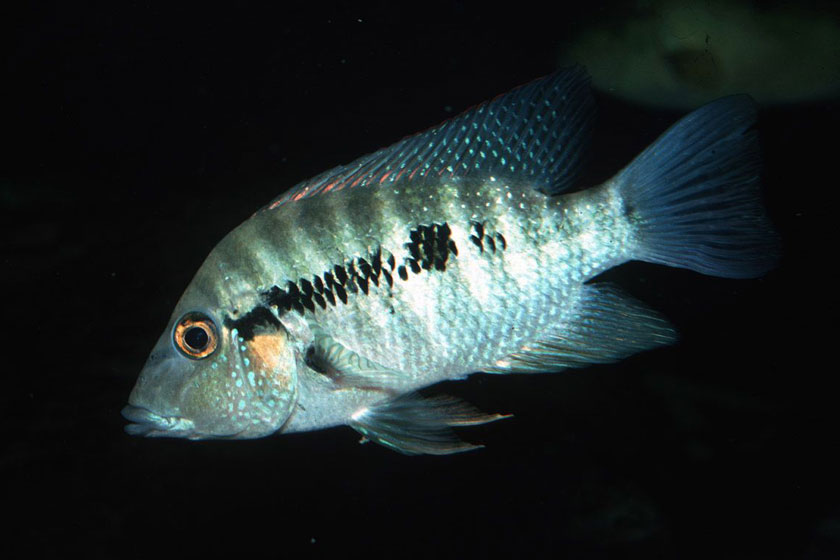 Amphilophus Robertsoni Balığı
