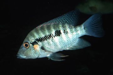 Amphilophus Robertsoni Balığı
