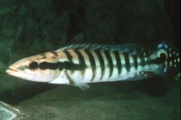 Crenicichla Cincta Balığı