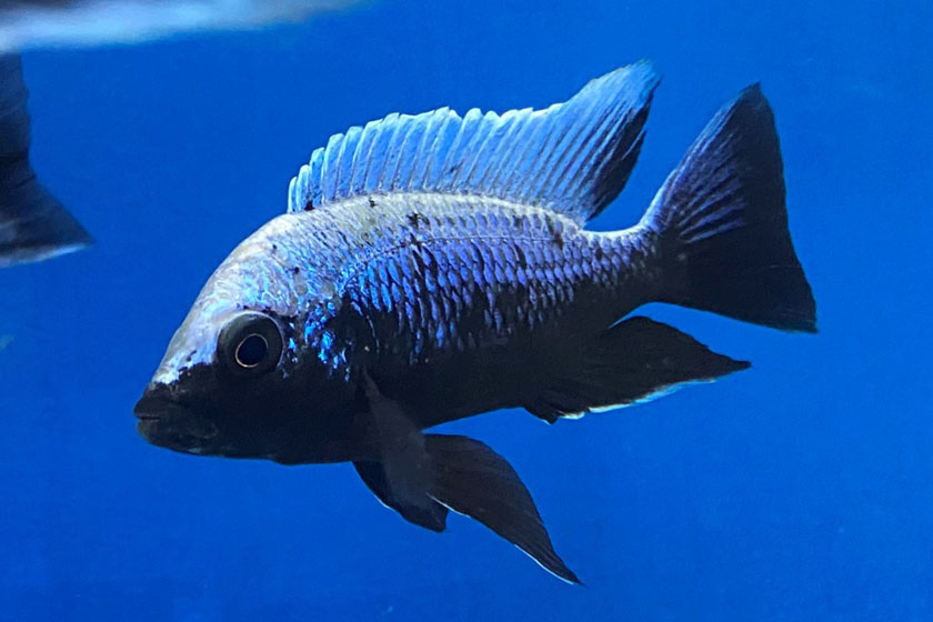 Copadichromis Trewavasae Balığı