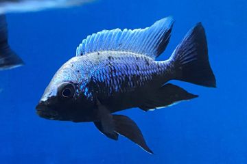 Copadichromis Trewavasae Balığı