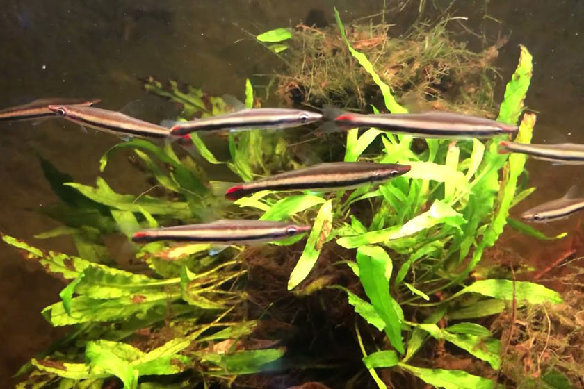 Nannostomus Harrisoni Balığı