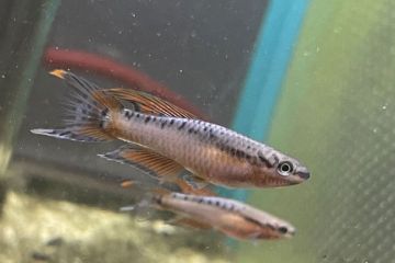 Aphyosemion Ocellatum Balığı