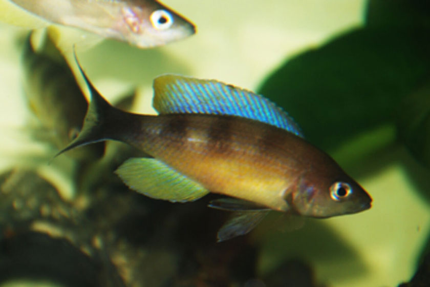 Cyprichromis Zonatus Balığı