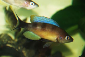 Cyprichromis Zonatus Balığı