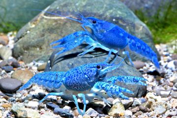 Procambarus Alleni - Mavi Kerevit