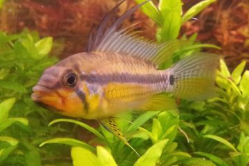 Apistogramma Allpahuayo Balığı