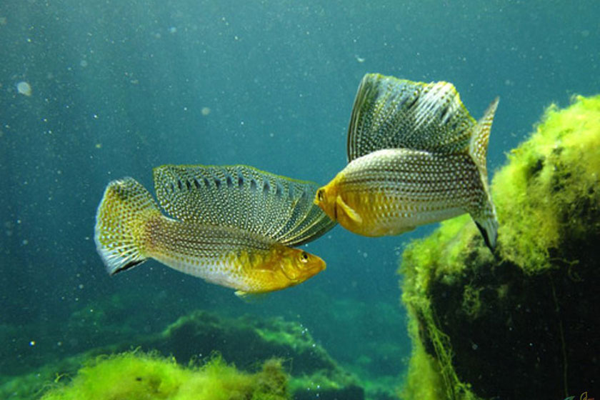 Poecilia Velifera - Velifera Balığı