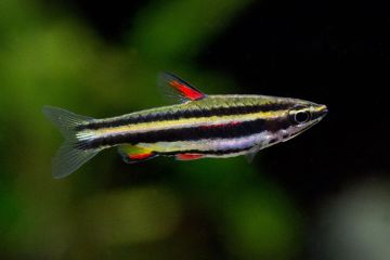 Nannostomus Marginatus - Cüce Kalem Balığı