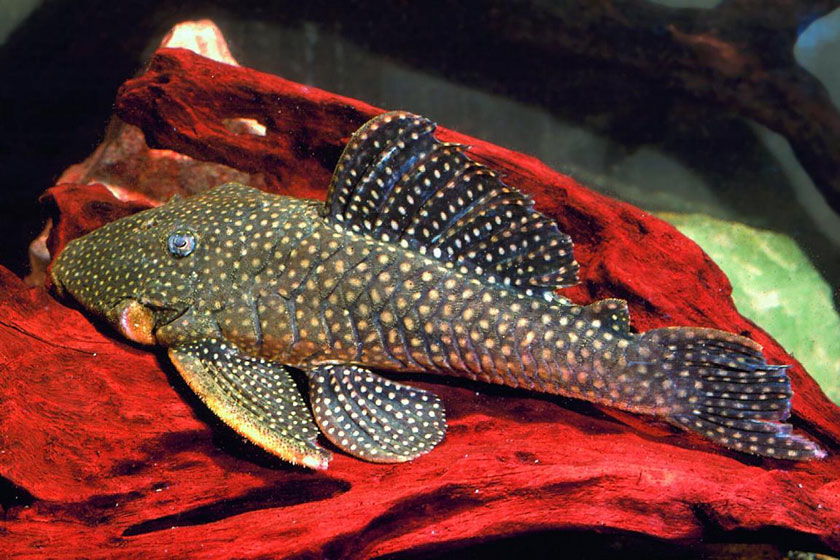 L026 - Baryancistrus Niveatus Balığı