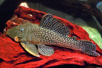 L026 - Baryancistrus Niveatus Balığı