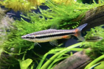 Nannostomus Limatus - Zarif Kalem Balığı