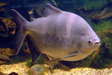 Colossoma Macropomum - Kırmızı Pacu Balığı
