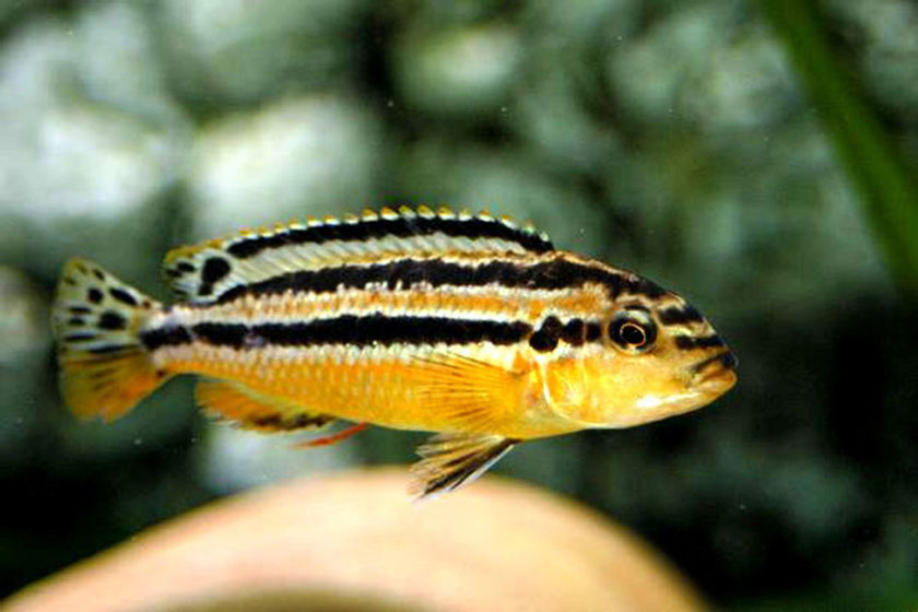 Melanochromis Chipokae Balığı