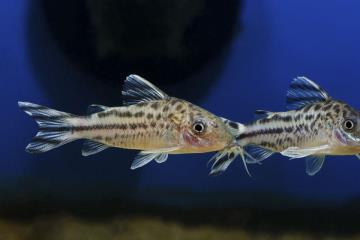 Corydoras Robineae Balığı