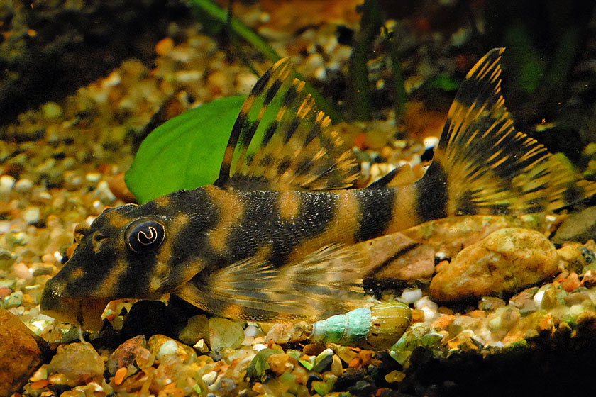 L015 - Peckoltia Vittata Balığı