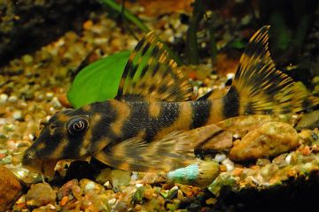 L015 - Peckoltia Vittata Balığı